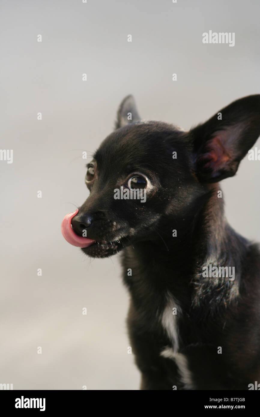 What Does It Mean When A Dog Licks Its Chops