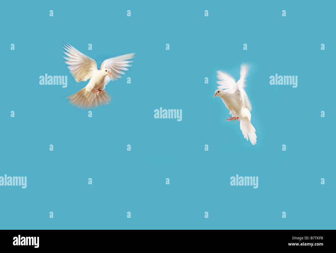flying white doves isolated on blue sky Stock Photo Alamy
