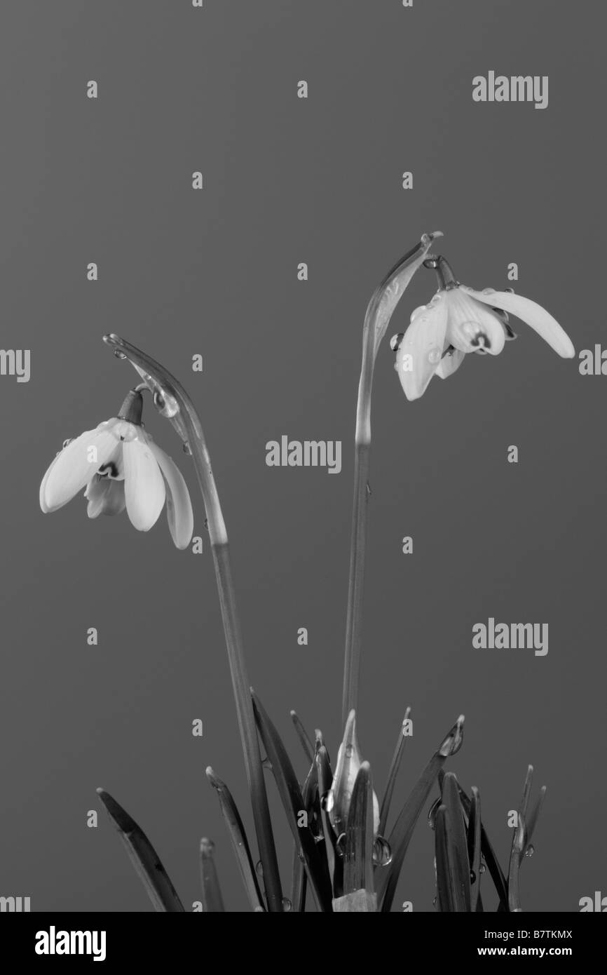 Common snowdrop  Galanthus nivalis close up detail Stock Photo