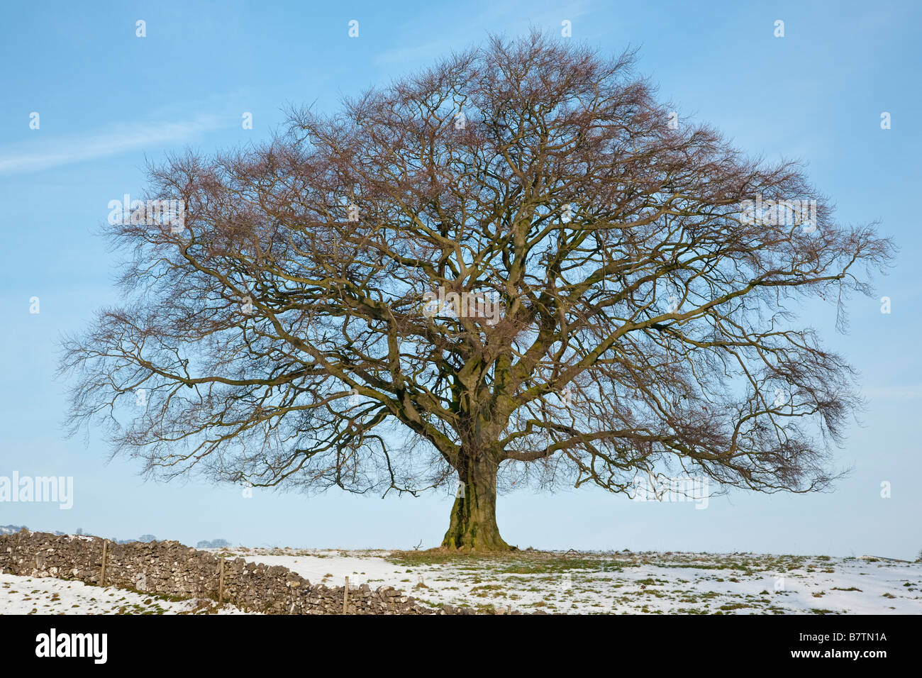 Beech Tree In Winter High Resolution Stock Photography and Images Alamy