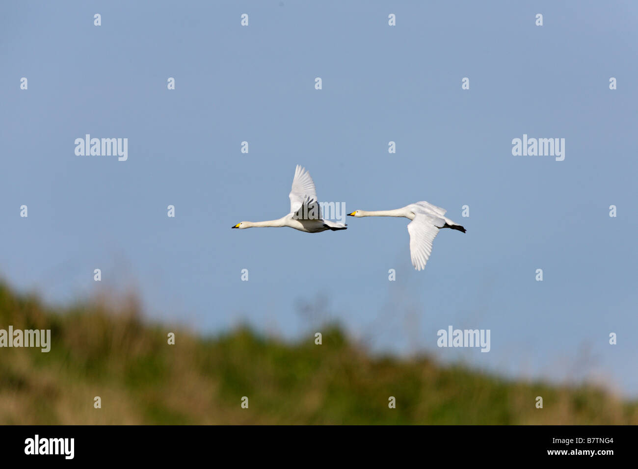 Whooper Swans Cygnus cygnus in flight Stock Photo