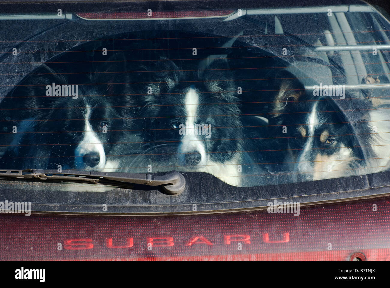 Dog dogs border collie border collies in car boot hires stock