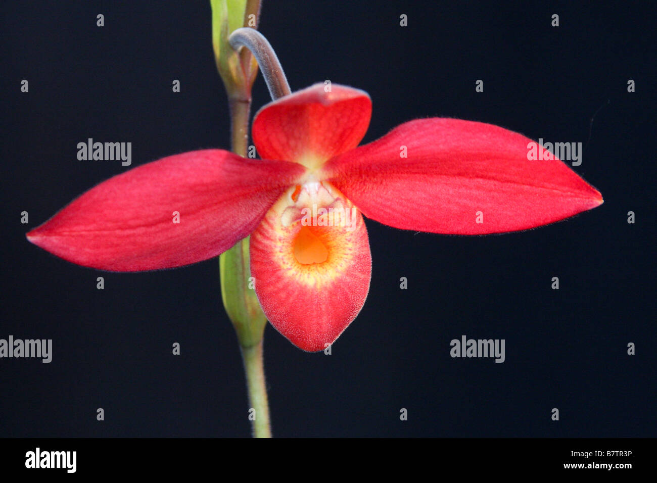 Horizontal Red Phragmipedium orchid with black background Stock Photo