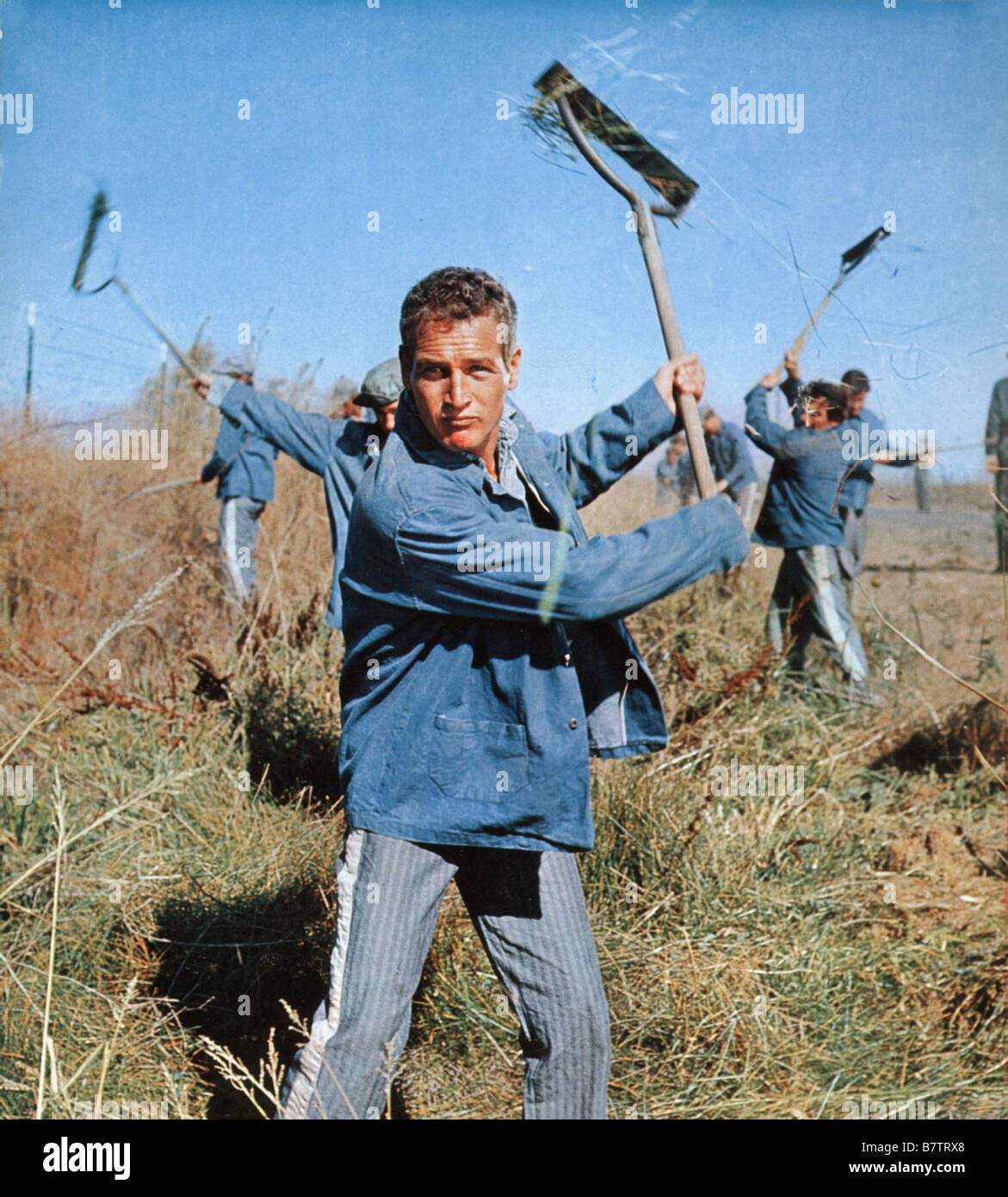 Cool Hand Luke  Year: 1967 USA Paul Newman  Director: Stuart Rosenberg Stock Photo