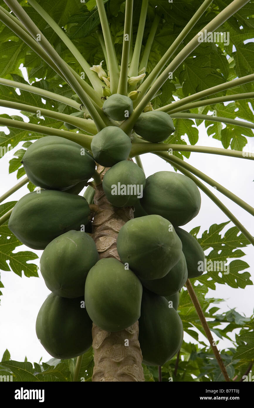 view from the ground looking up toward the immature green fruit of the Carica Papaya Stock Photo