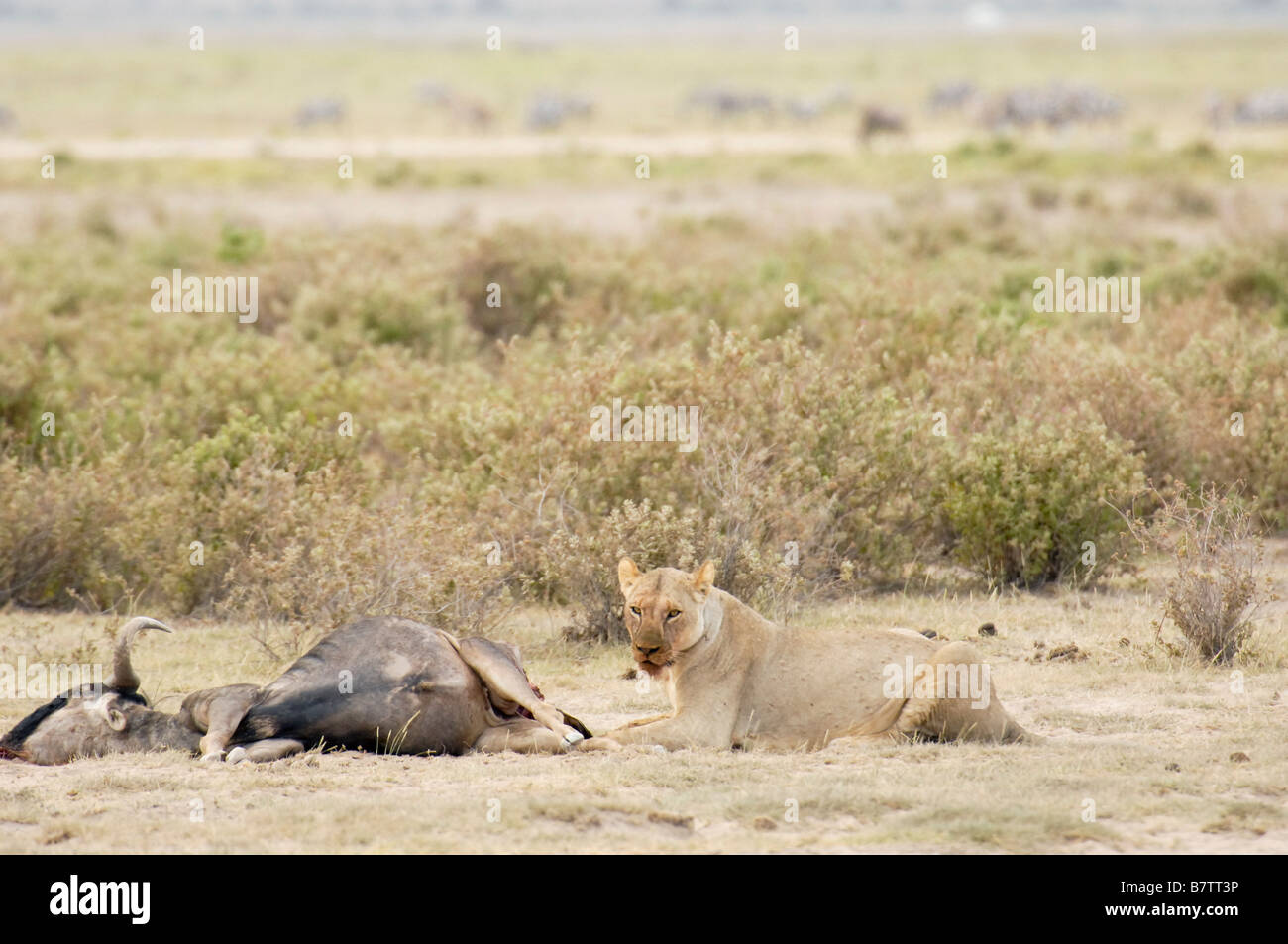 lioness resting facing gnu kill Stock Photo