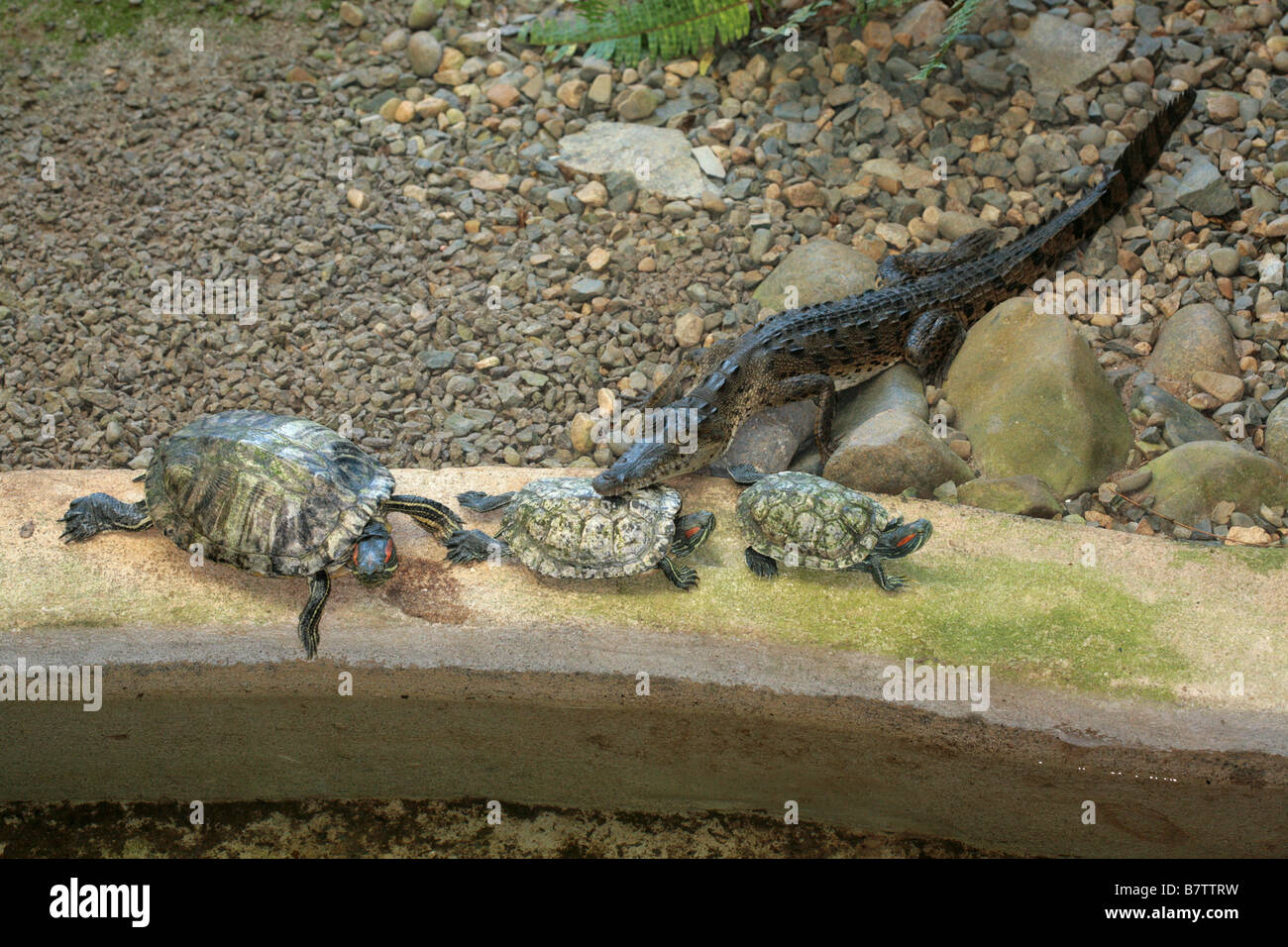 Three turtles and a small crocodile at a zoo in Panama City. Stock Photo