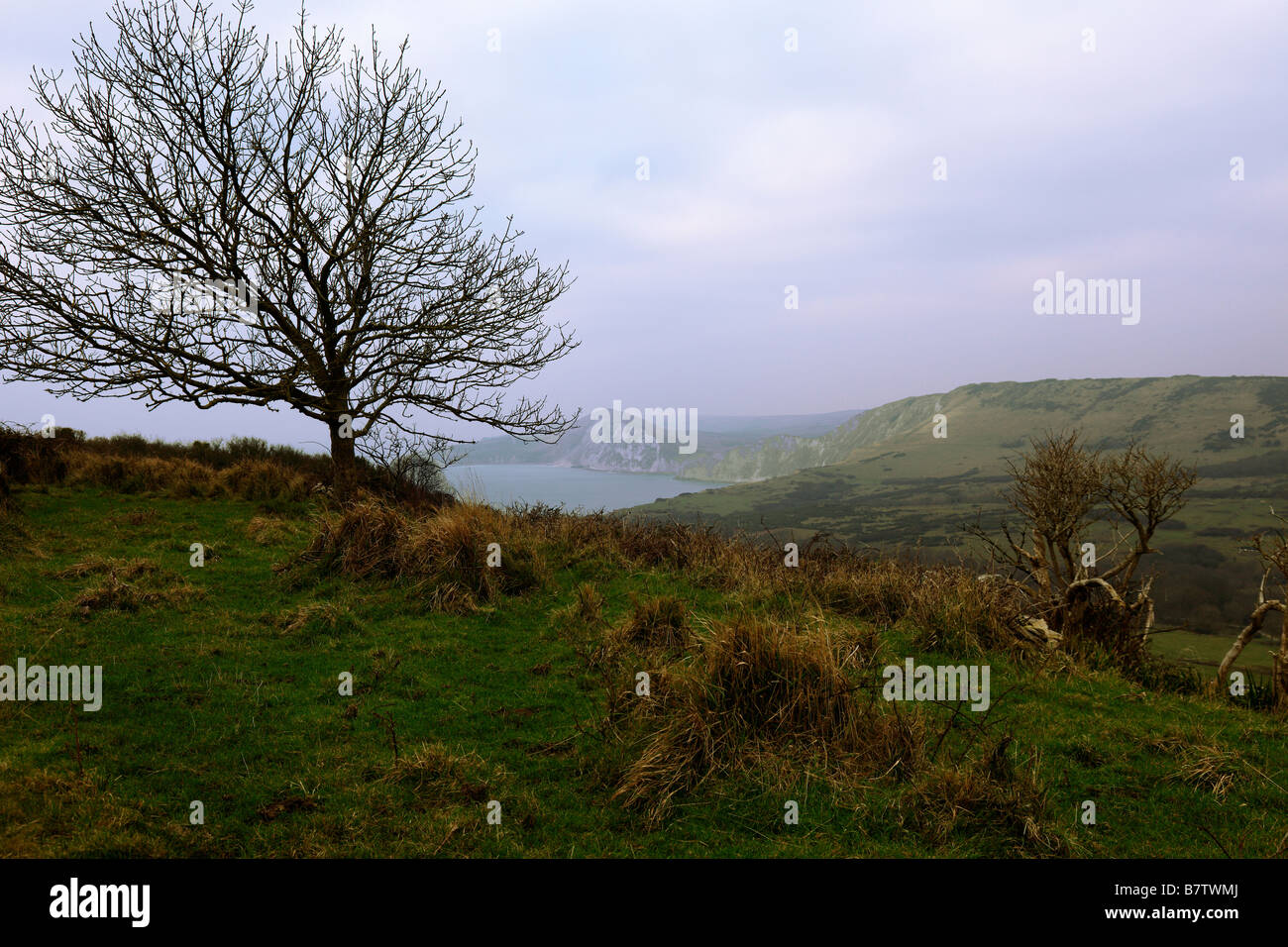 Winter scene in Purbecks with sea and coastline in the distance with lone tree on misty morning Dorset Stock Photo