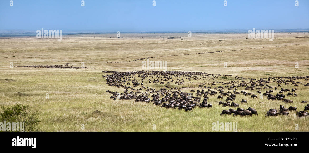 Kenya, Masai Mara, Narok District. Long columns of wildebeest zigzag through grassy plains during the wildebeest migration Stock Photo