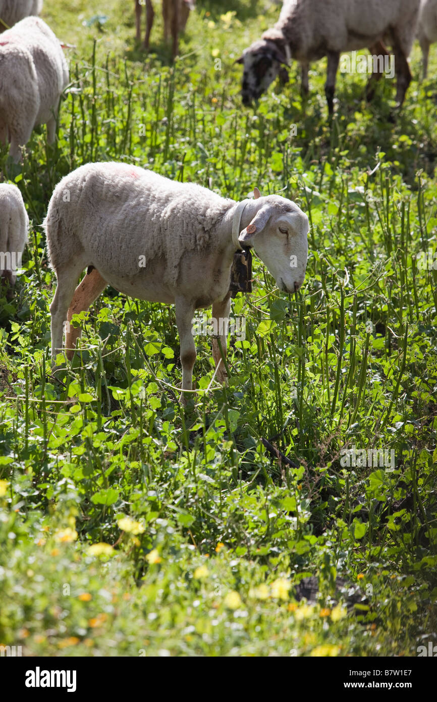 Spanish Sheep in the province of Malaga Spain Stock Photo Alamy