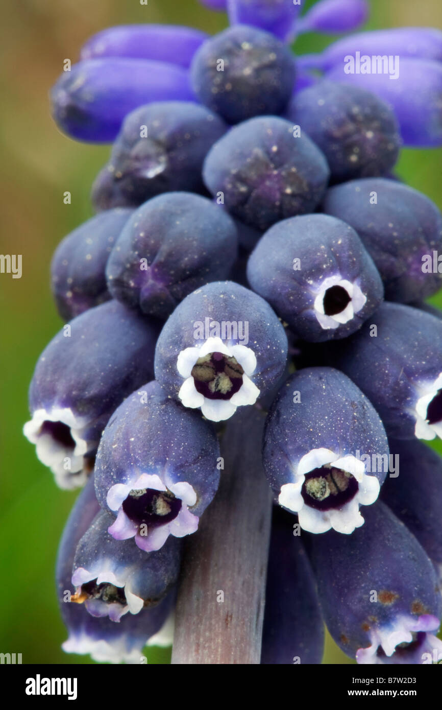 grape hyacinth (Muscari neglectum), inflorescence, Spain, Valencia, Turia Rriver Natural Park Stock Photo