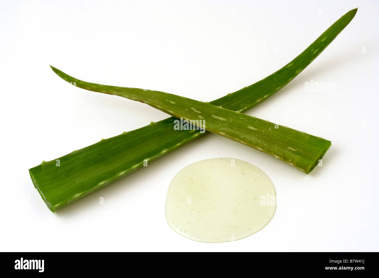 Burn plant Aloe vera Stock Photo Alamy