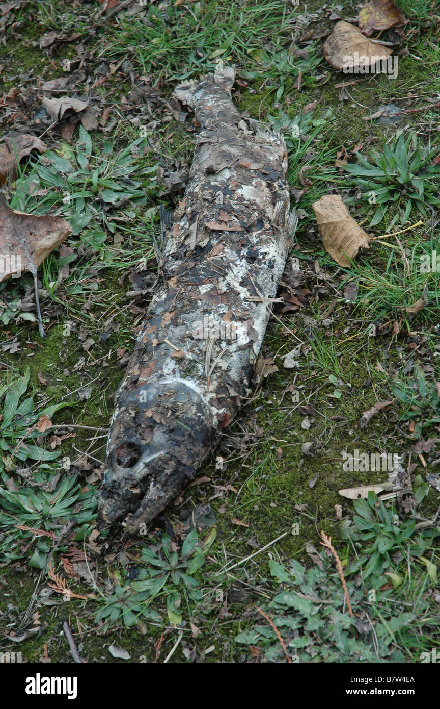 Salmon decay hi-res stock photography and images - Alamy