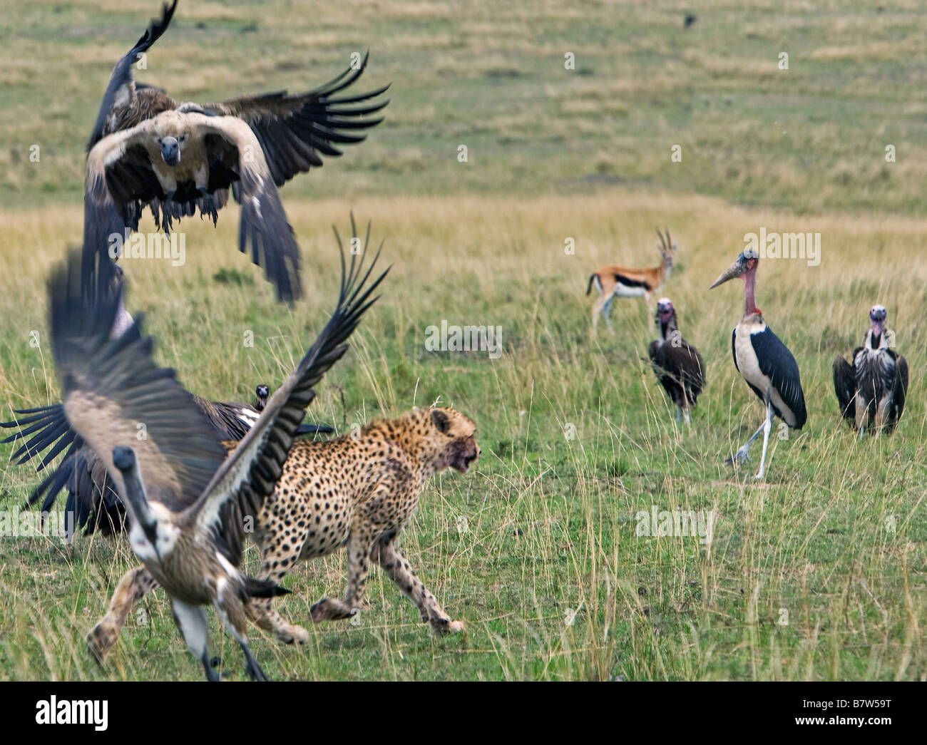 Kenya, Maasai Mara, Narok district. A cheetah sees off vultures which encroach on its kill in the Masai Mara National Reserve Stock Photo