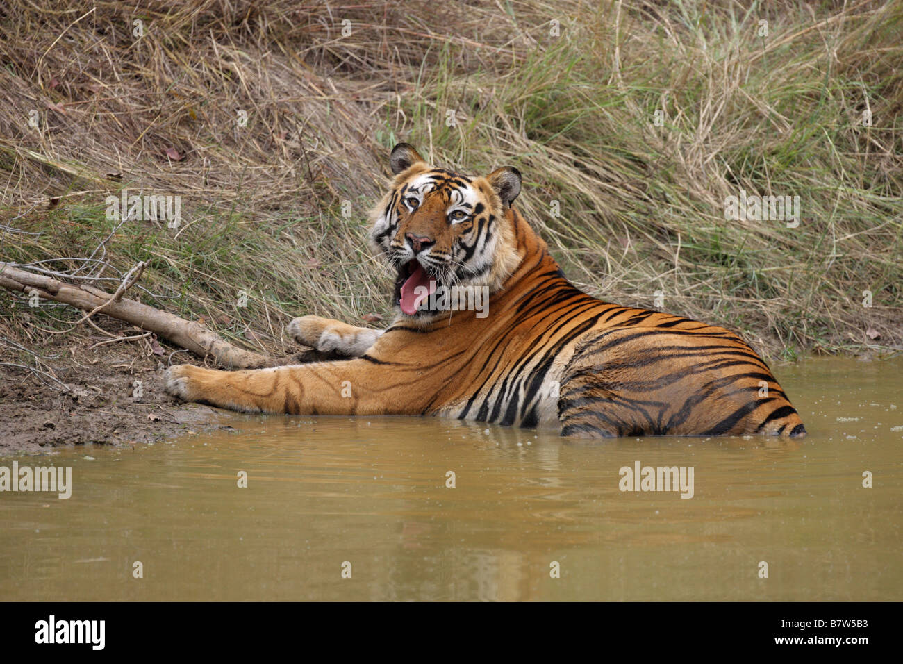 Bengal Tiger Panthera tigris lying in a water hole with refelction yawning with eye contact Stock Photo