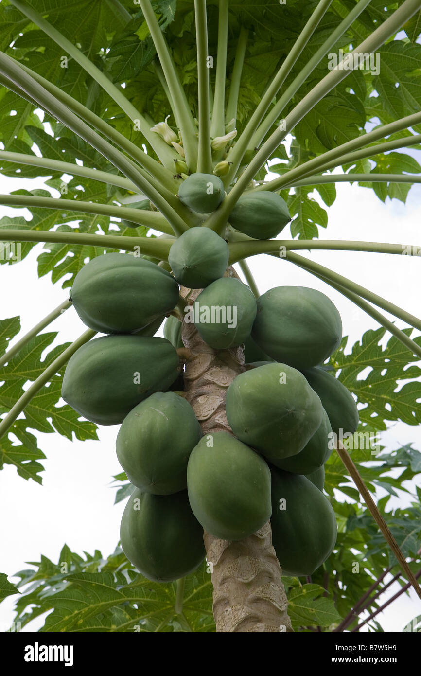View from the ground looking up toward the immature green fruit of the Carica Papaya Stock Photo