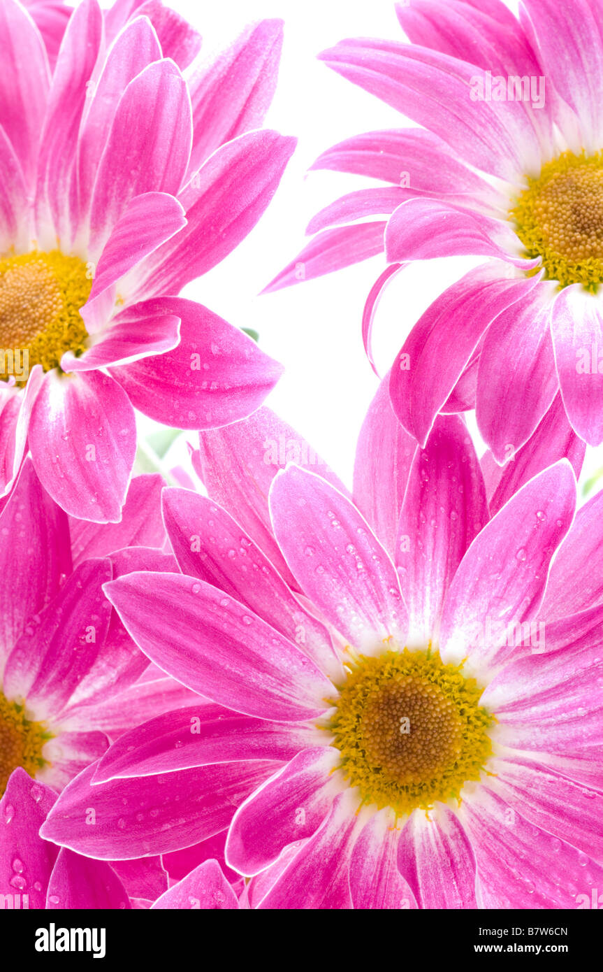 Bouquet of chrysanthemums Stock Photo Alamy