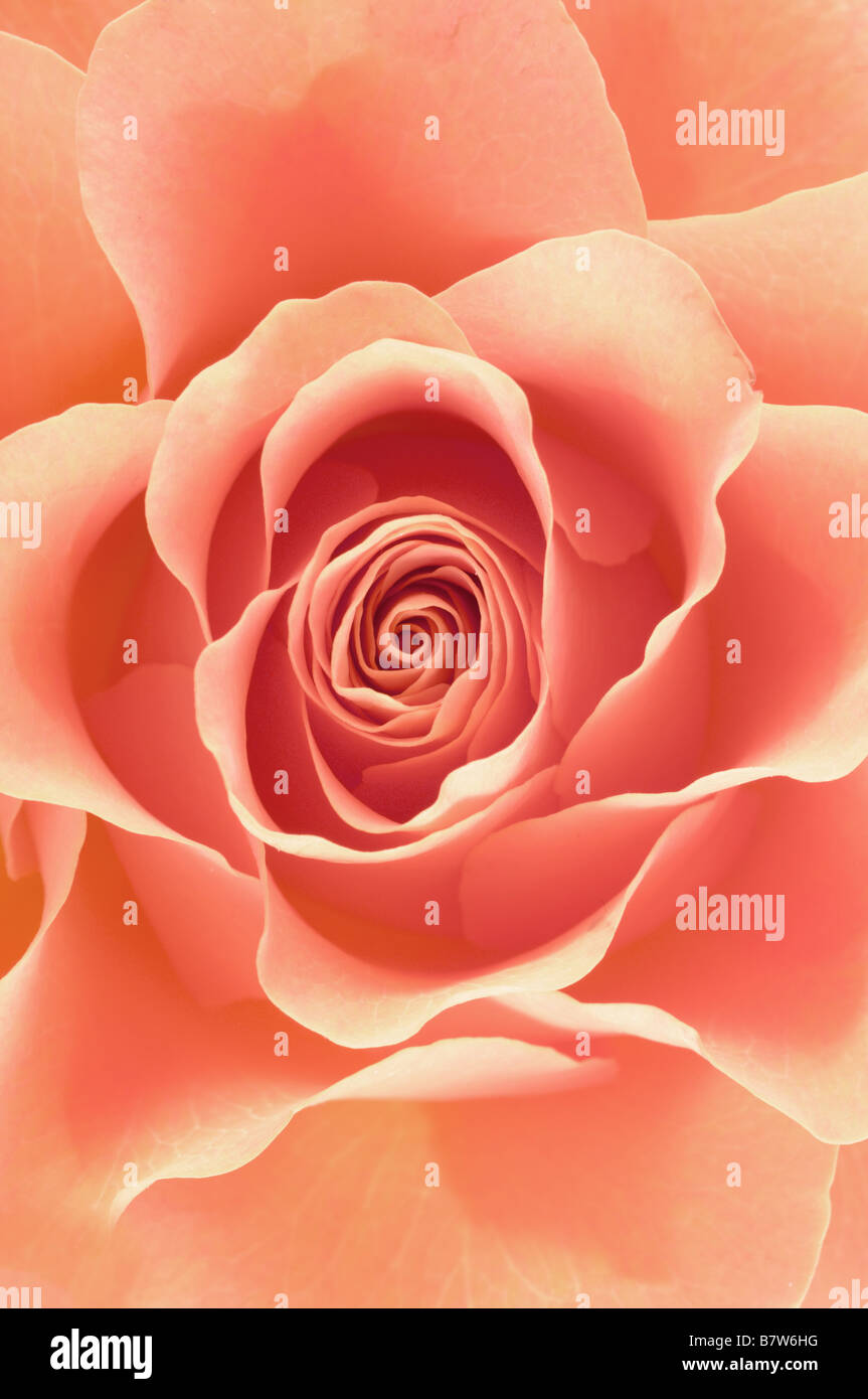 Macro rose leaf hi-res stock photography and images - Alamy