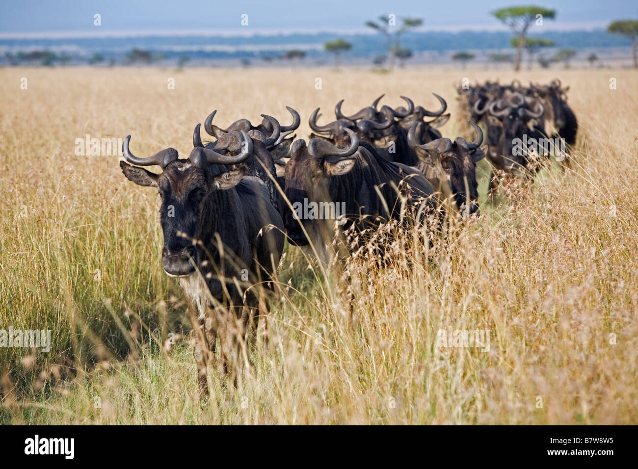 Kenya, Maasai Mara, Narok district. A column of wildebeest moves through long grass during the annual wildebeest migration Stock Photo
