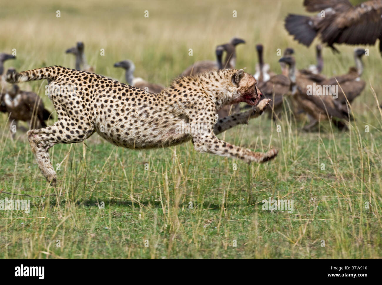Kenya, Masai Mara. A cheetah sees off vultures which encroach on its kill in the Masai Mara National Reserve Stock Photo