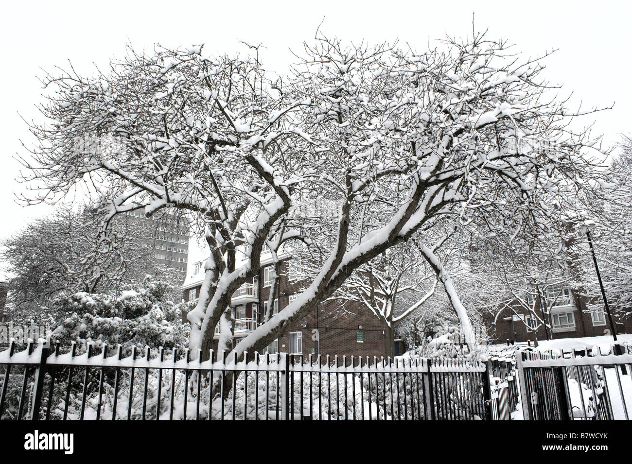 Wild Cherry Tree In Winter High Resolution Stock Photography And Images Alamy Wild Cherry Tree In Winter High Resolution Stock Photography And Images Alamy