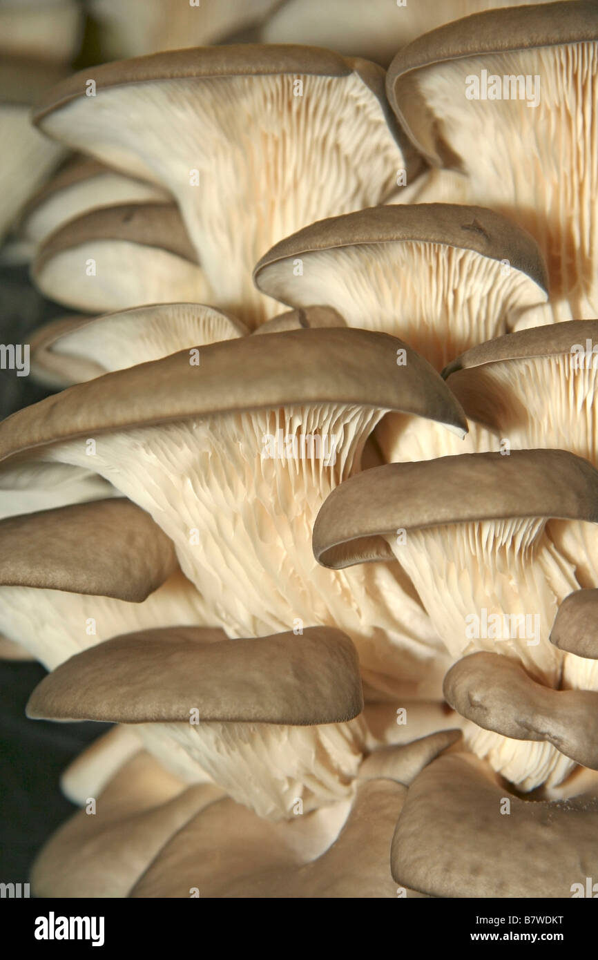 Oyster mushroom Pleurotus ostreatus. Greenhouse in Juneda, Catalonia