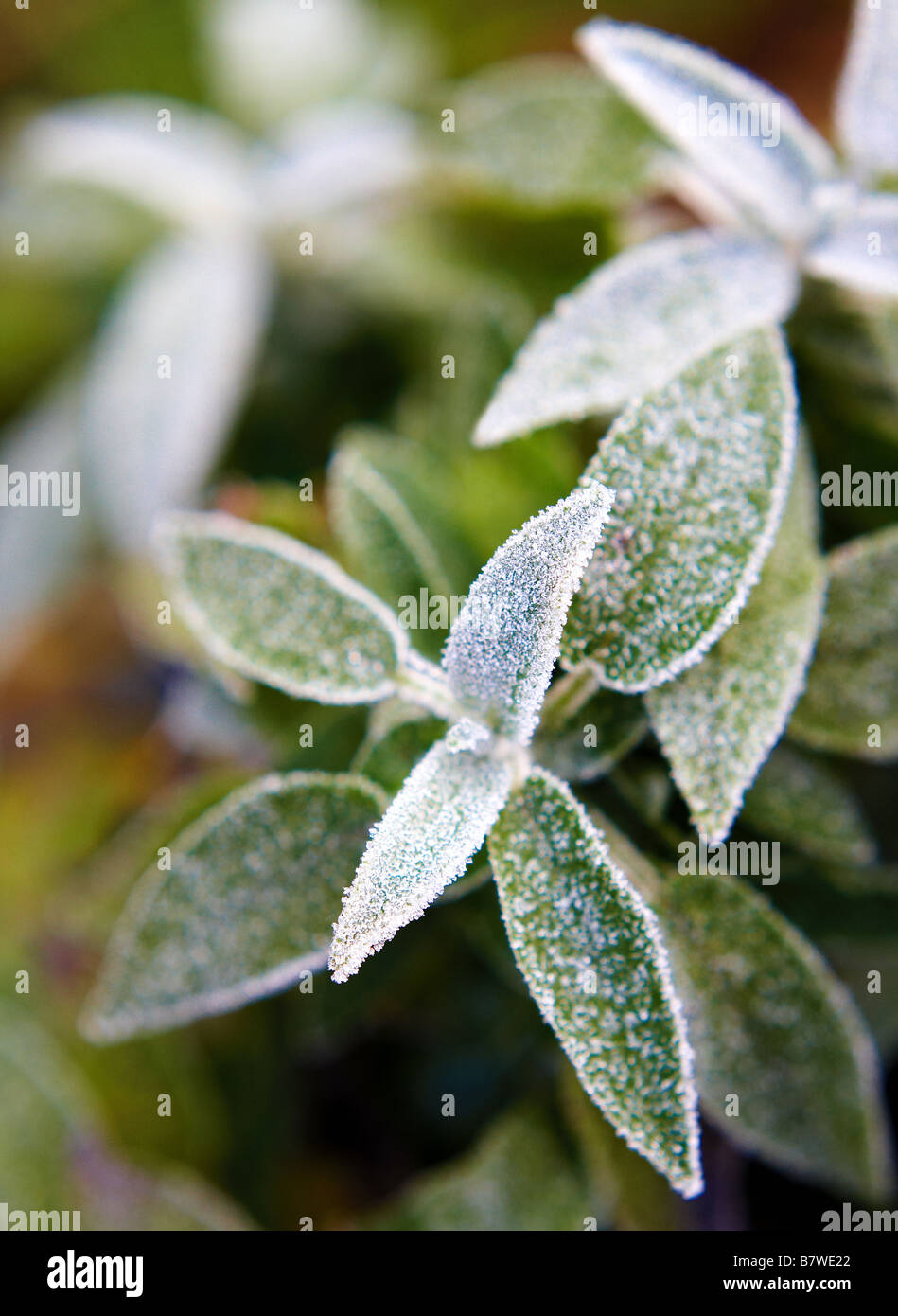 Frozen Sage Leaves Stock Photo Alamy