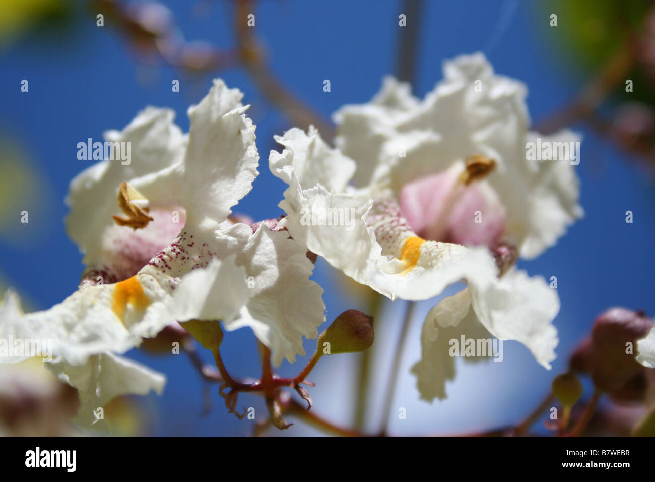 Close-up of the flowers of Catalpa bignonioides (Indian Bean Tree, Southern Catalpa, Catawba) Stock Photo