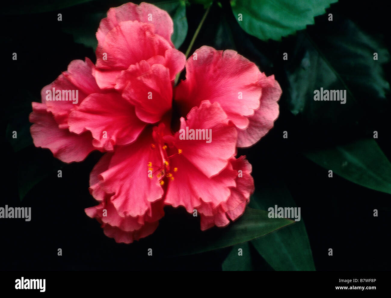 Ruffled hibiscus hi-res stock photography and images - Alamy