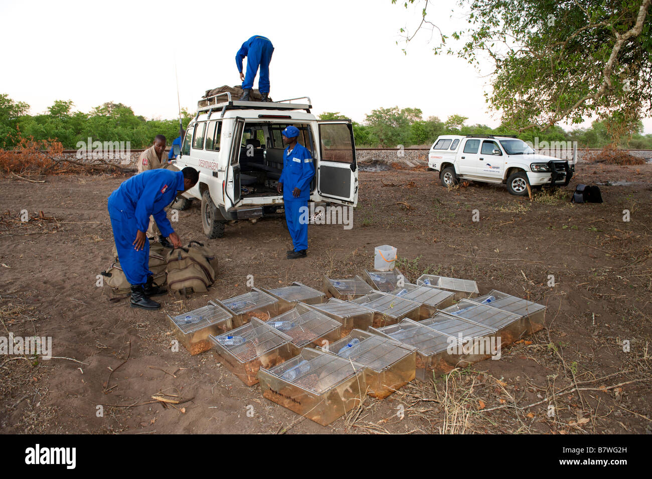 APOPO mine action program personnel unloading caged demining rats used to sniff out UXO in Gaza province Mozambique. Stock Photo