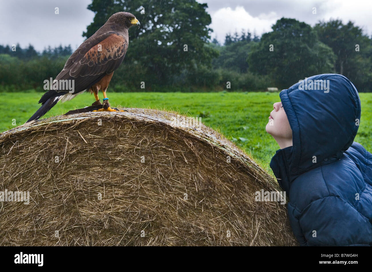 Young boy (11) looking into the eyes of a bird of prey / falcon during falconry display Stock Photo