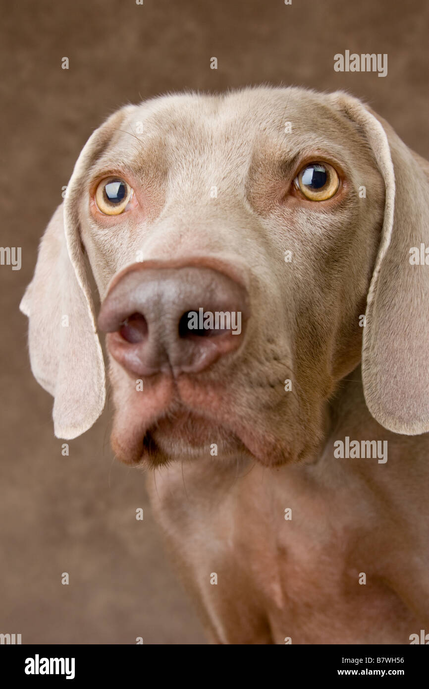 Weimaraner dog nose hi res stock photography and images Alamy