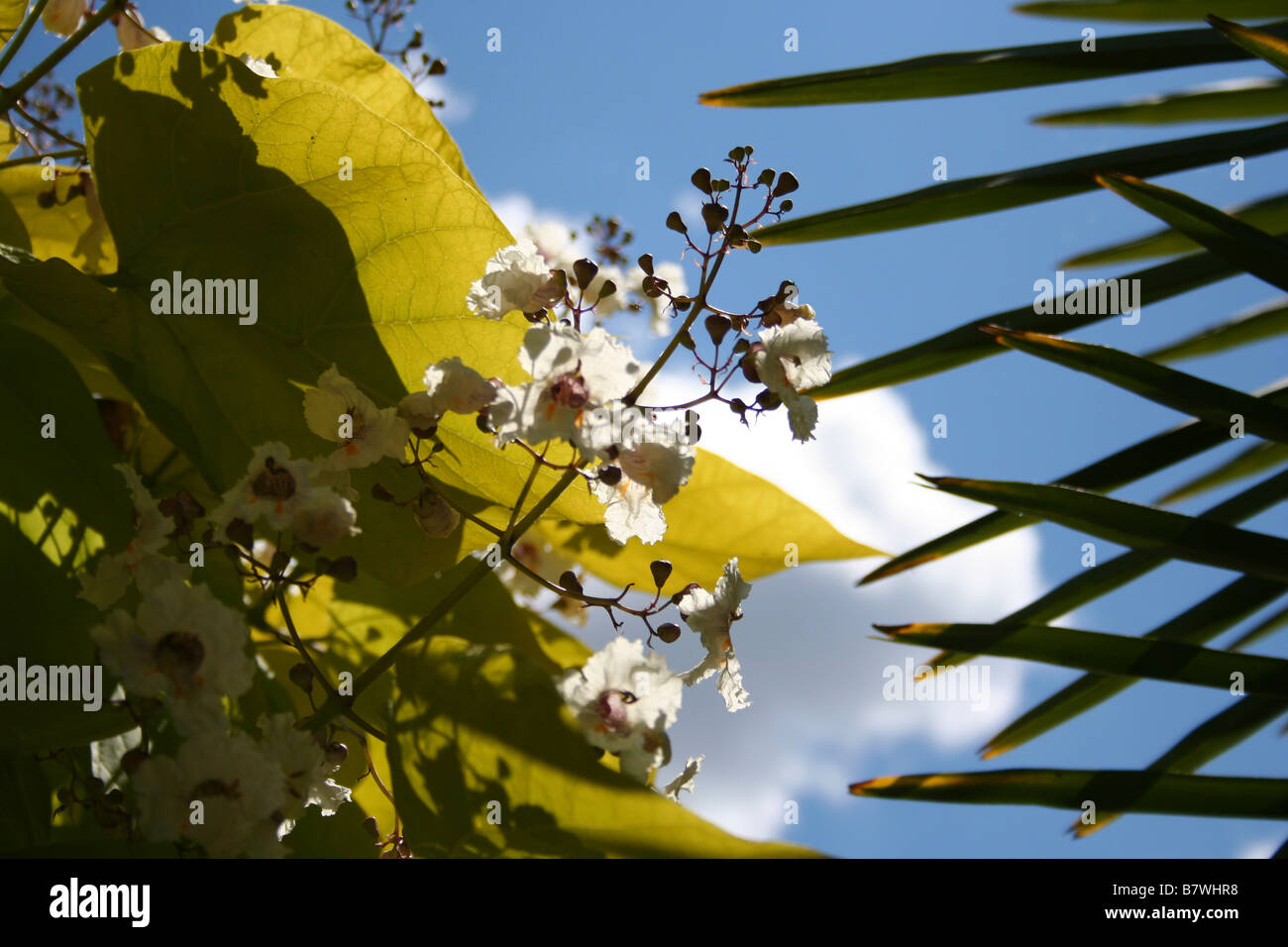 Flowering stem and leaves of an Indian Bean Tree (Catalpa bignonioides) with Chusan Palm tree leaves against blue sky Stock Photo