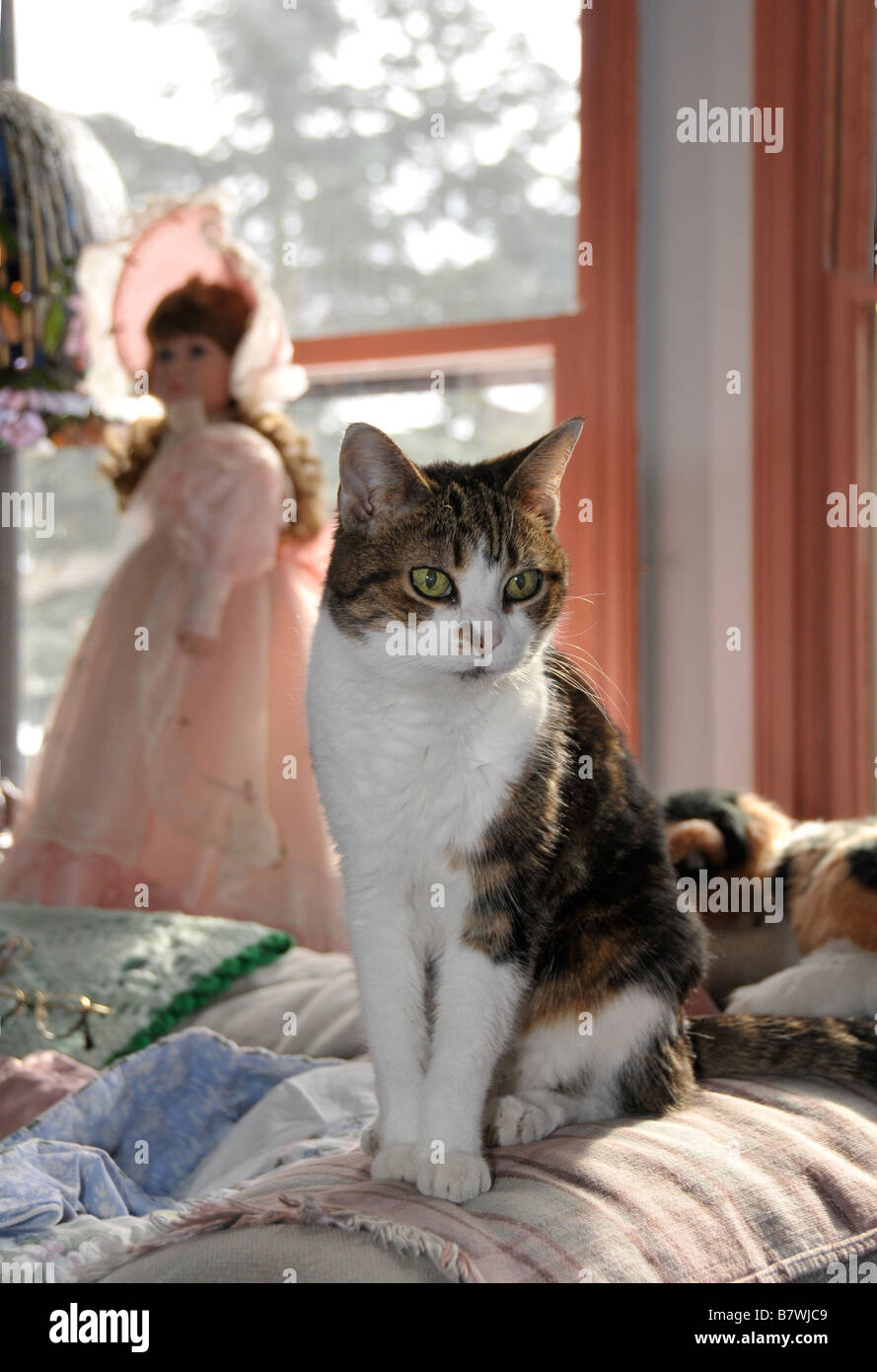 Calico cat sitting near window. Stock Photo