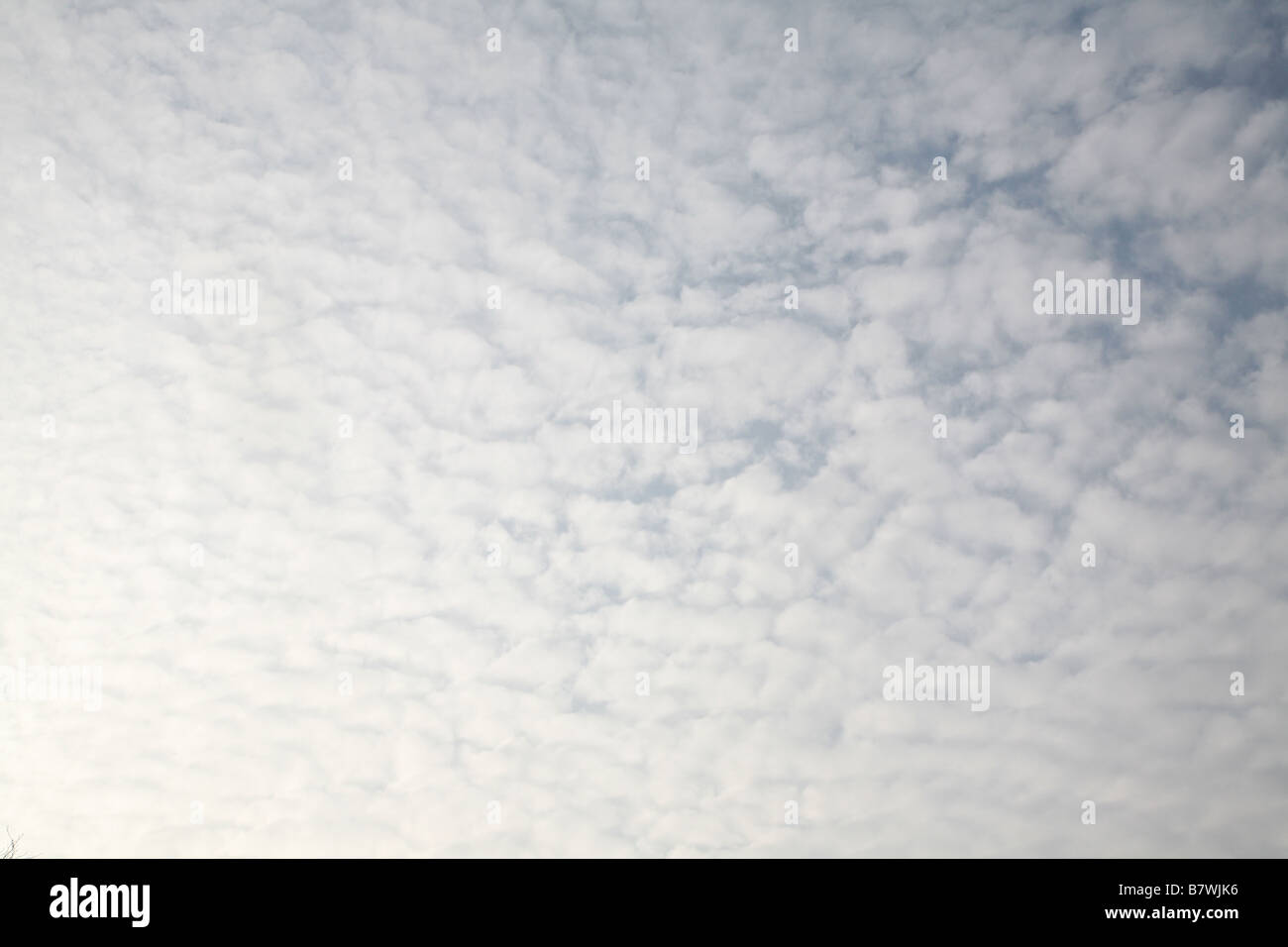 Altocumulus mackerel sky cumulus cloud indicating atmospheric