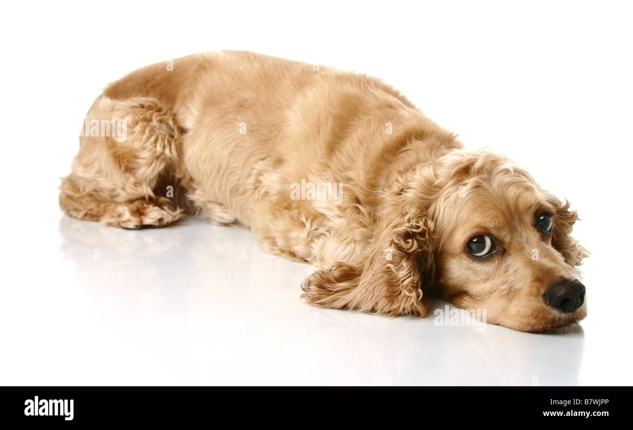 Cocker Spaniel laying down Stock Photo Alamy