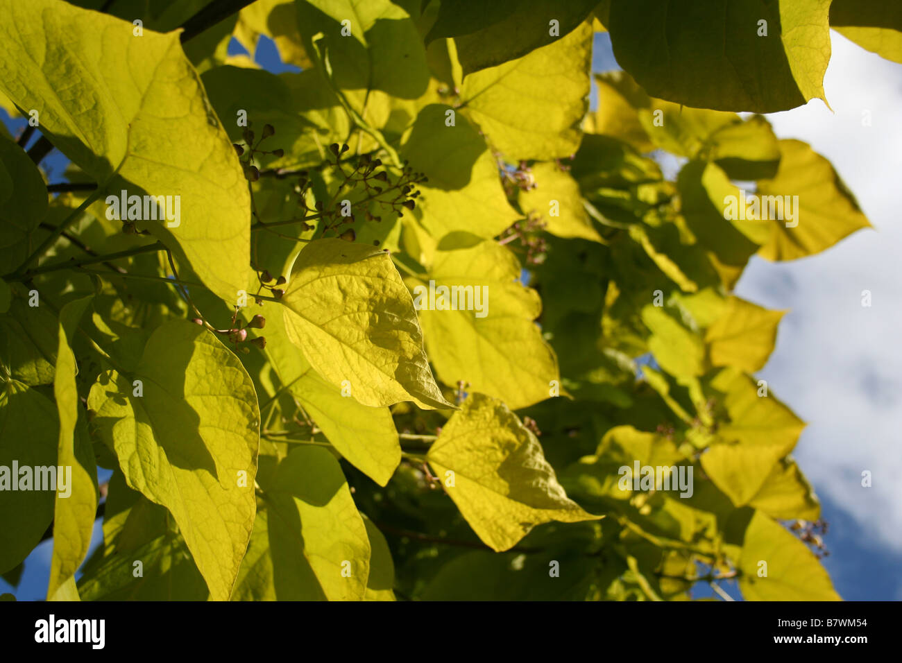 Leaves of an Indian Bean Tree (Catalpa bignonioides / Southern Catalpa / Catawba) Stock Photo