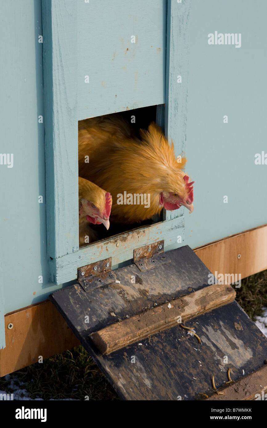 Chickens in a pen Stock Photo