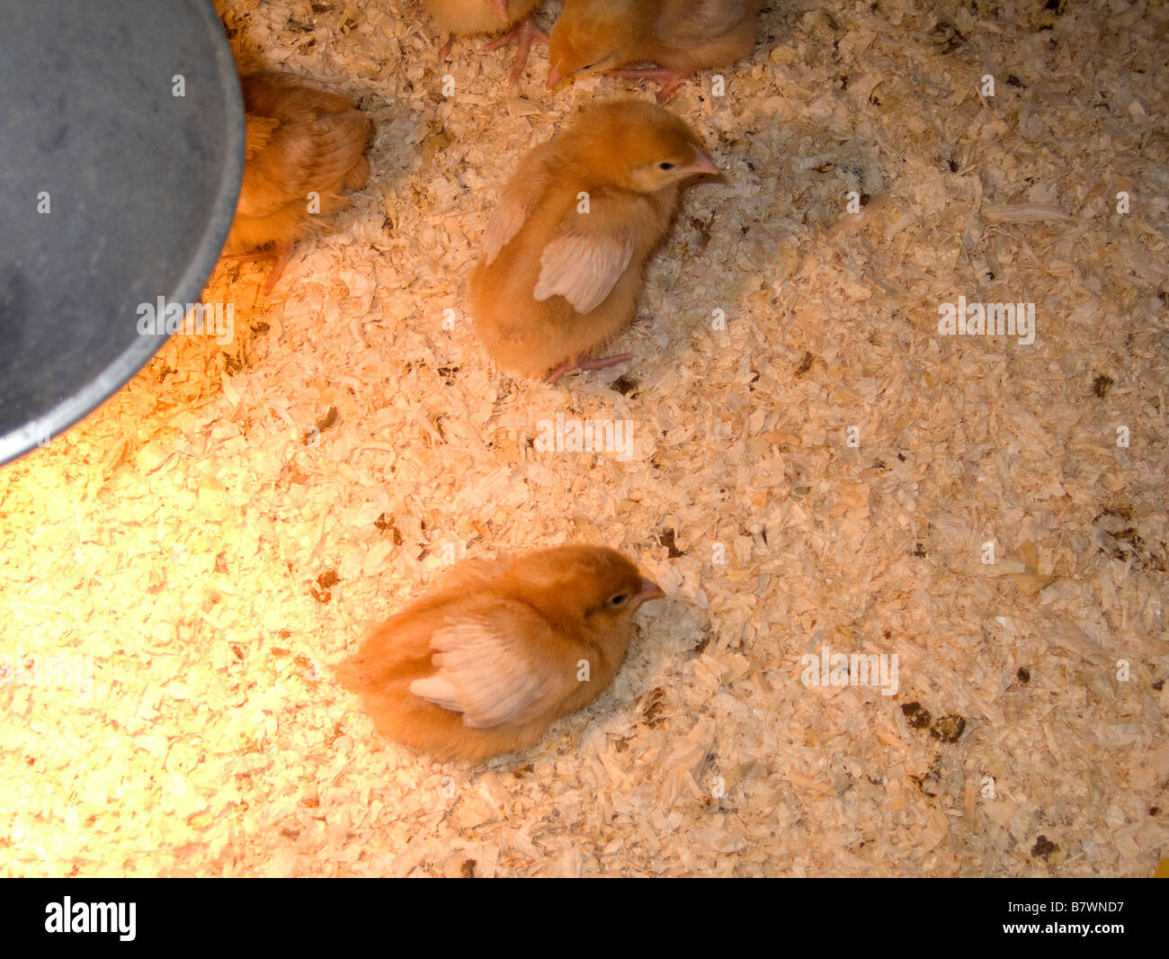 Newly Hatched Chickens Under the Heat Lamp Stock Photo Alamy