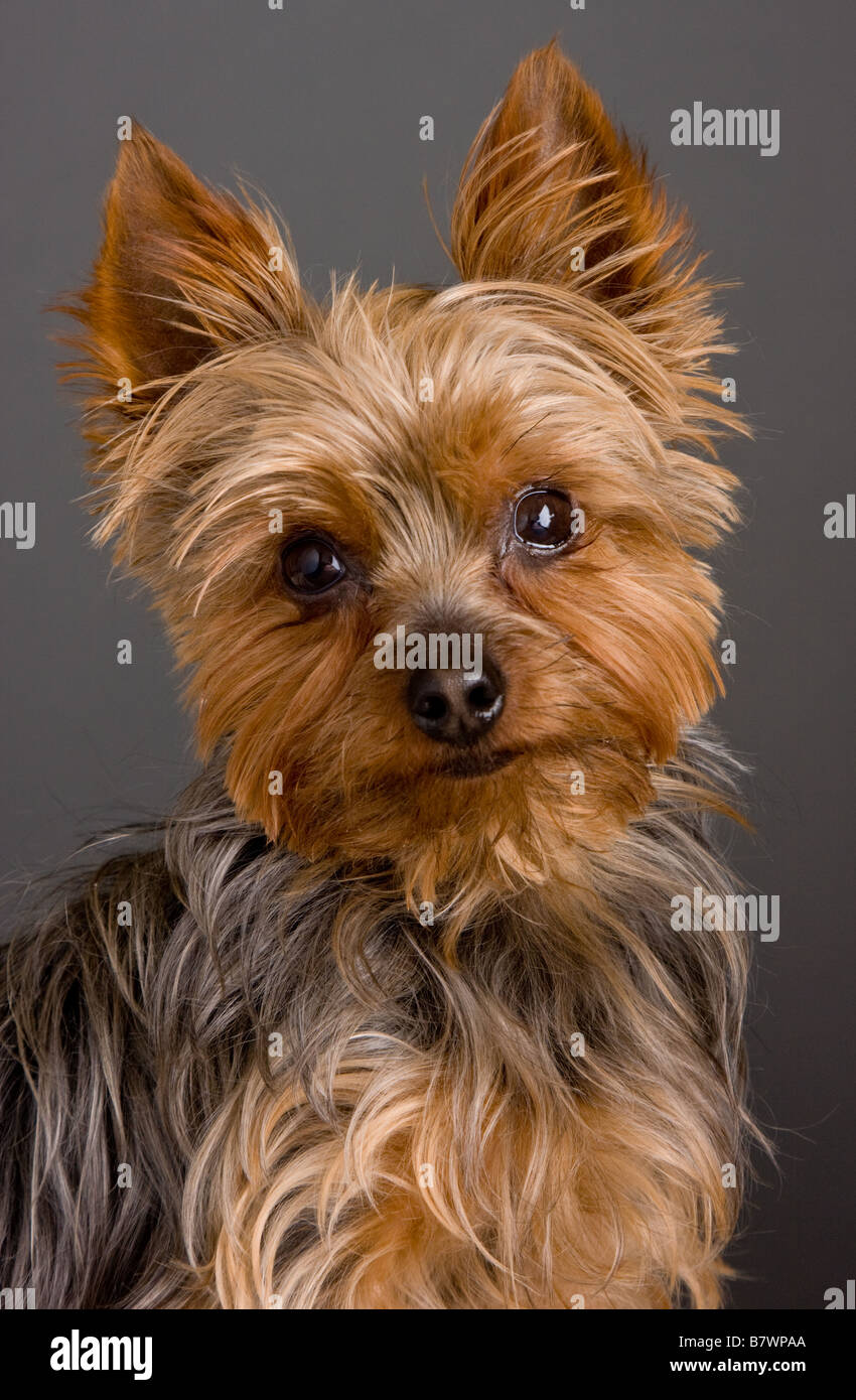 Teacup yorkie hi-res stock photography and images - Alamy