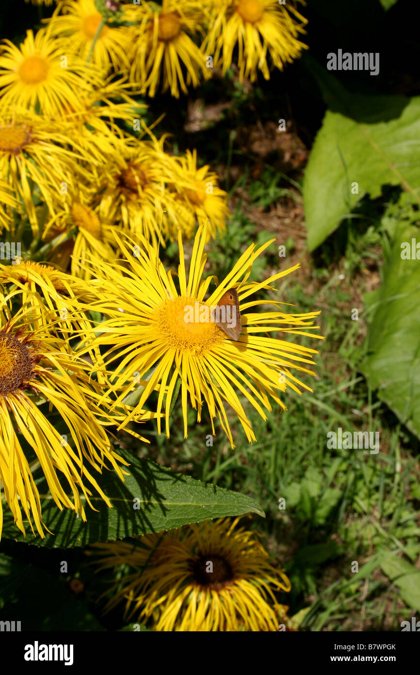 INULA HOOKERI Stock Photo