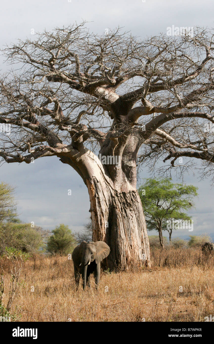 Elephant under a baobab tree at Tarangire National Park United Republic