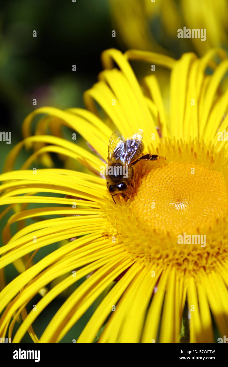 A BEE COLLECTING POLLEN FROM INULA HOOKERI Stock Photo