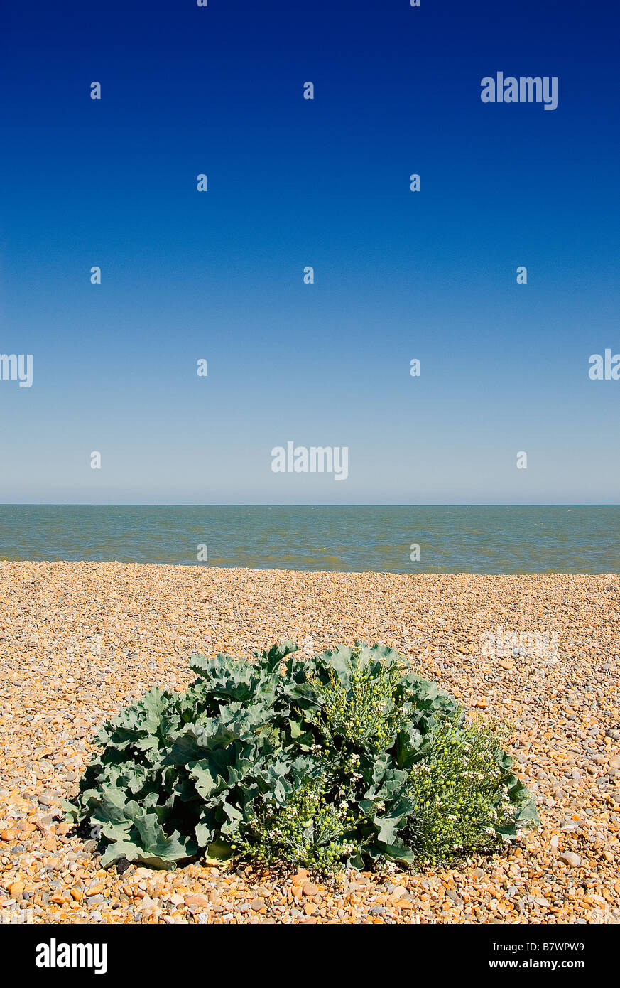 Sea kale on the pebble beach at Aldeburgh, Suffolk, England, with sea and blue sky in background, sunny day Stock Photo