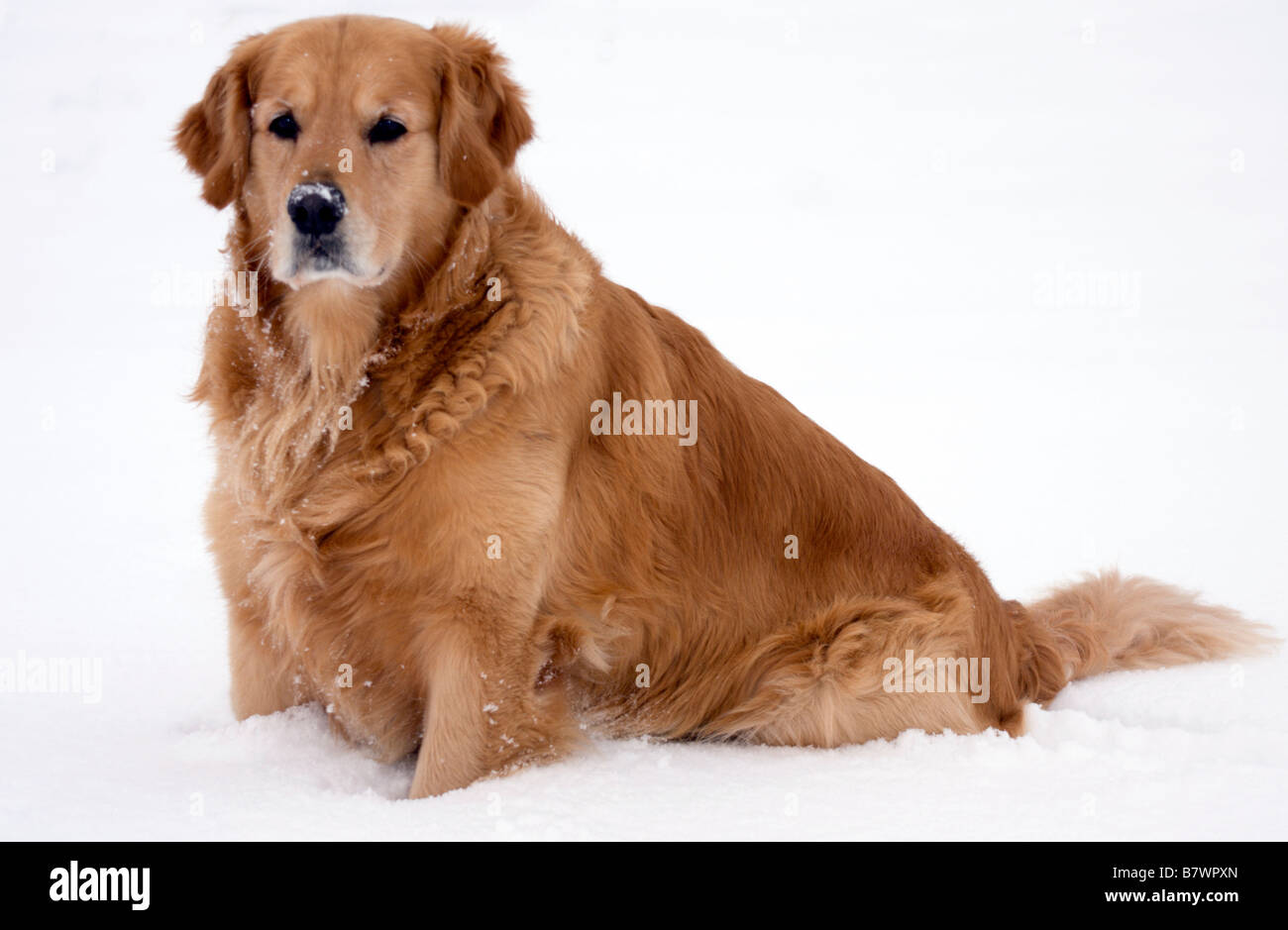 Golden retriever sitting in the snow Stock Photo - Alamy