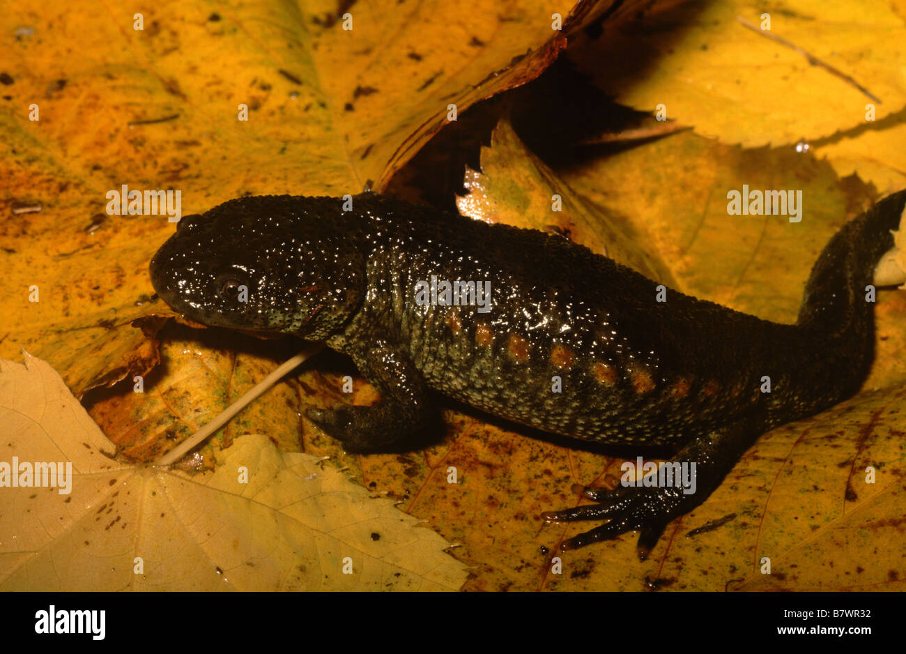 Spanish Ribbed Newt (Pleurodeles waltl) Stock Photo