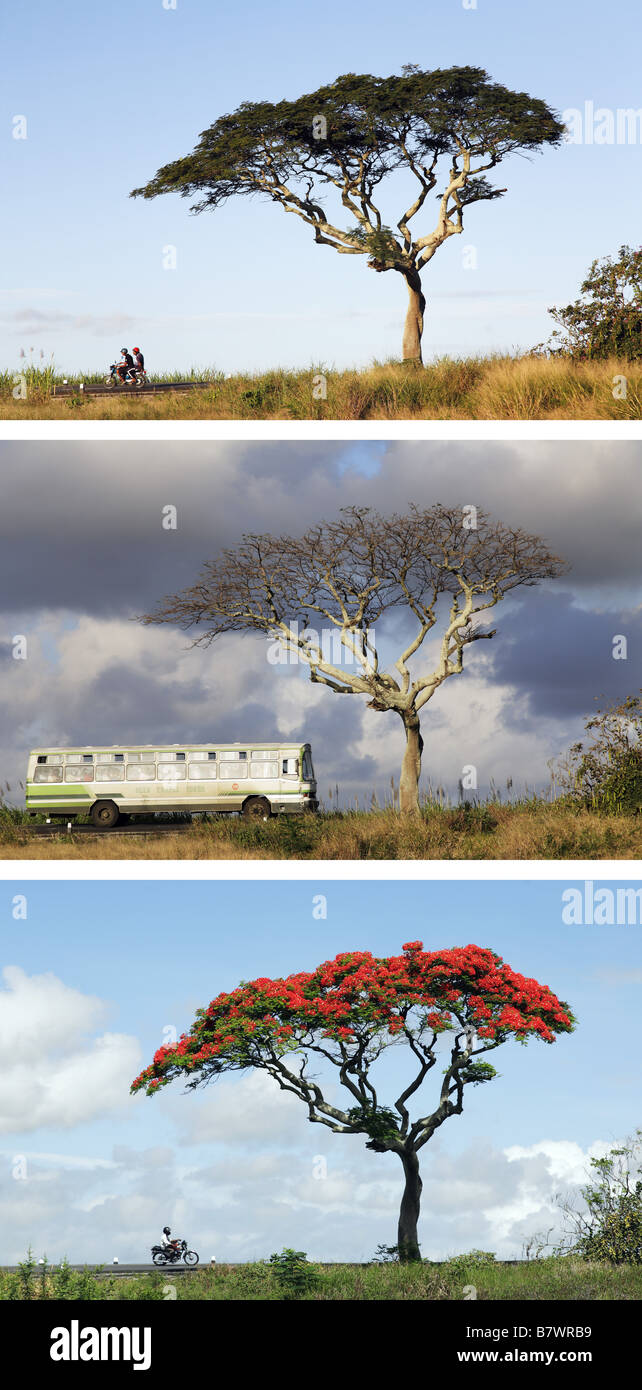 sequence of Royal poinciana tree Stock Photo