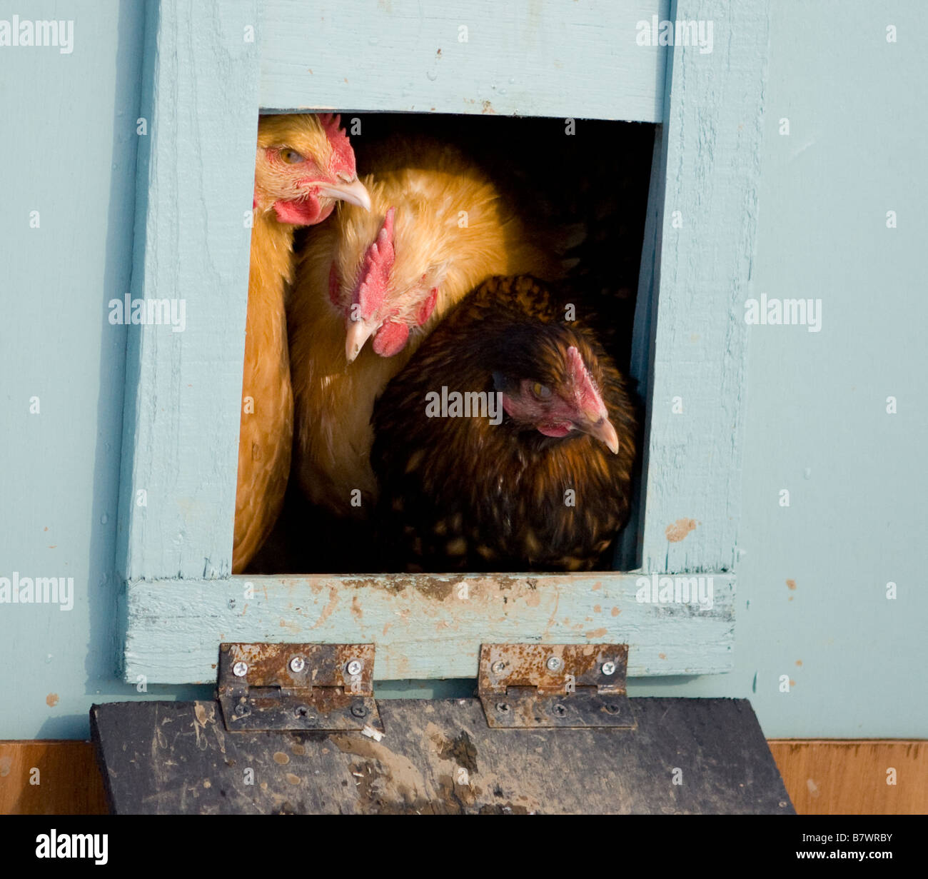 Chickens in a pen Stock Photo Alamy