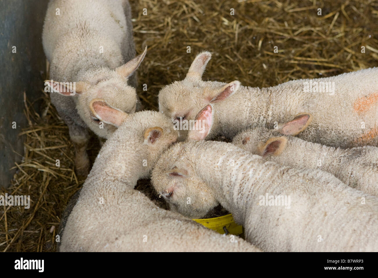 Lambs feeding Stock Photo