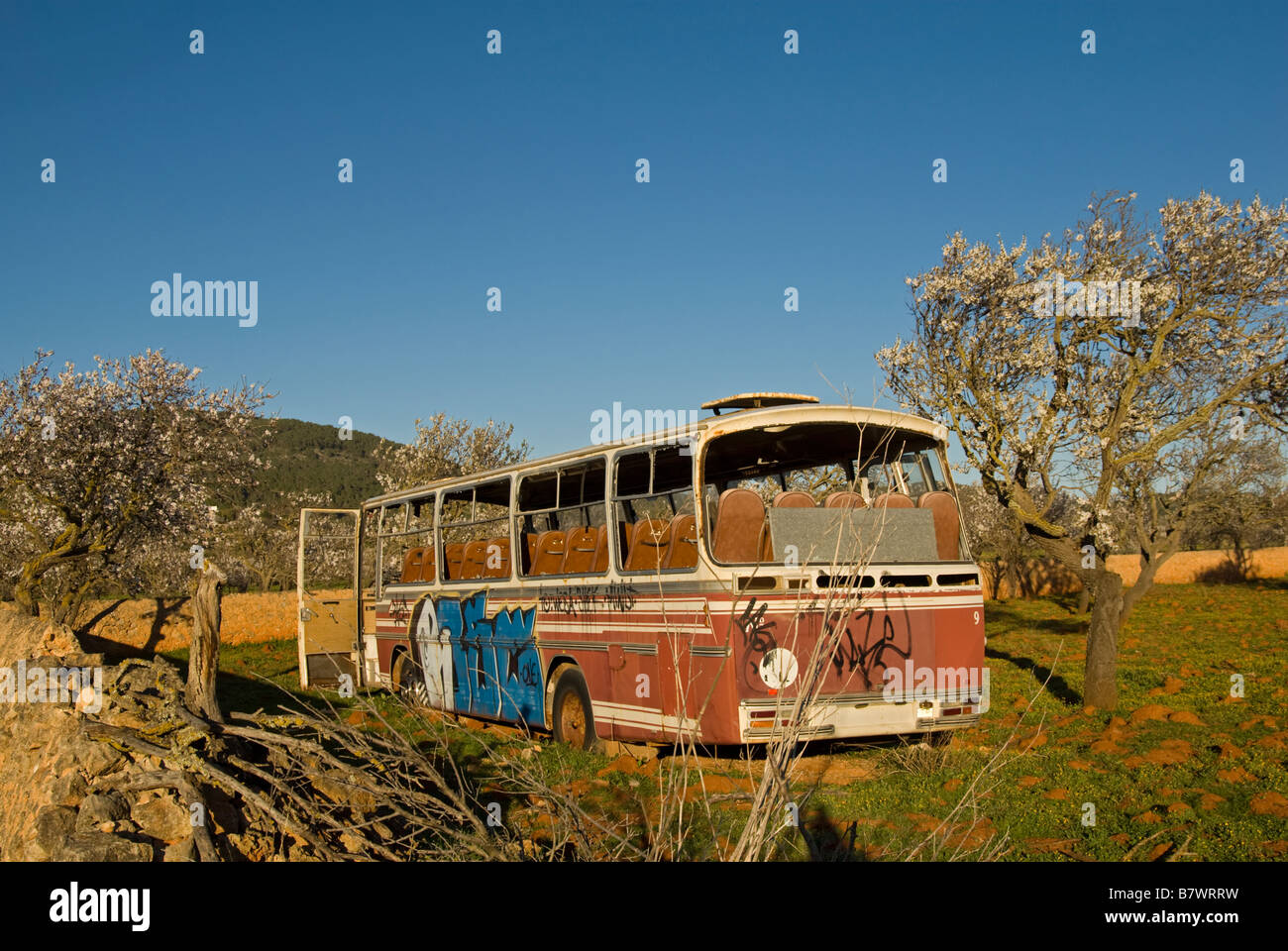 Abandoned bus on an almond tree field Stock Photo